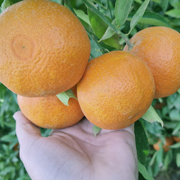 A hand holding oranges in a tree