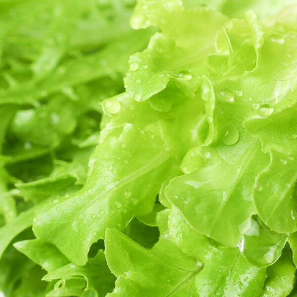 A close up image of a head of lettuce with water droplets on it