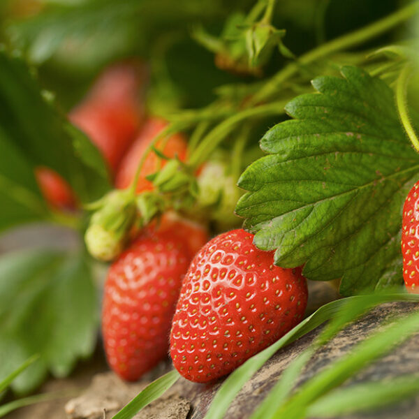 A close up show of strawberries growing on a plant