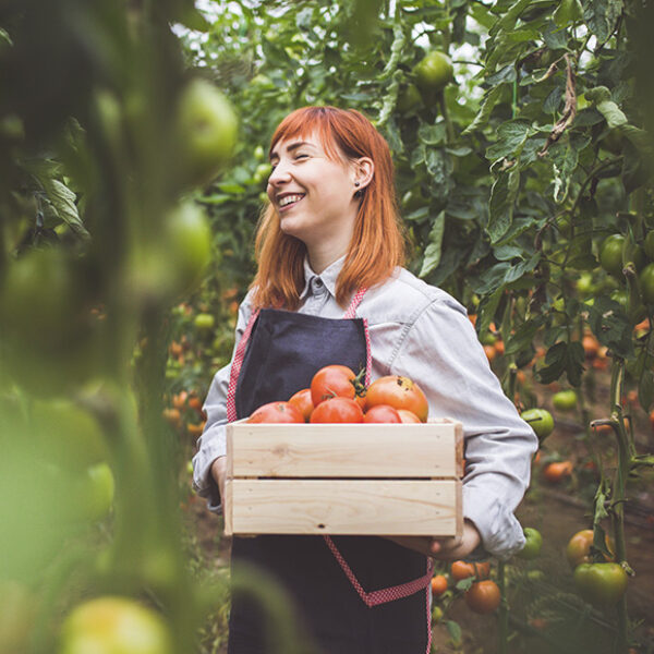 A smiling woman holding a large wooden box of tomatoes, surrounded by vines