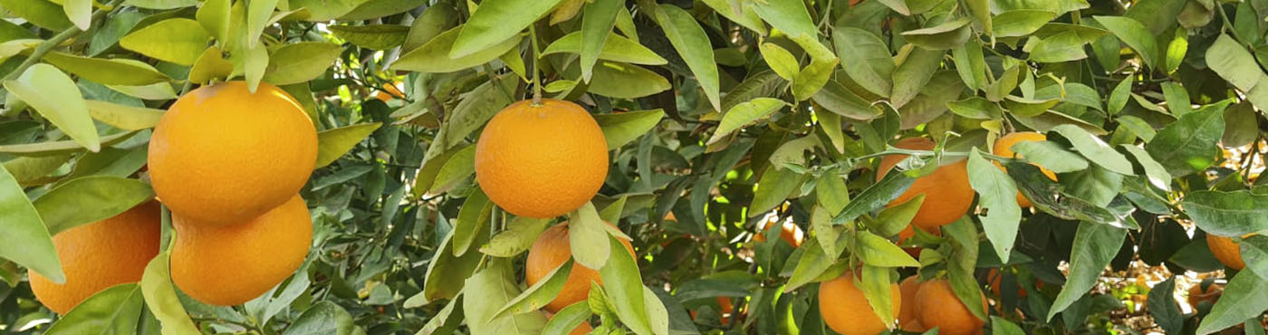 donnelly fresh foods oranges on the tree