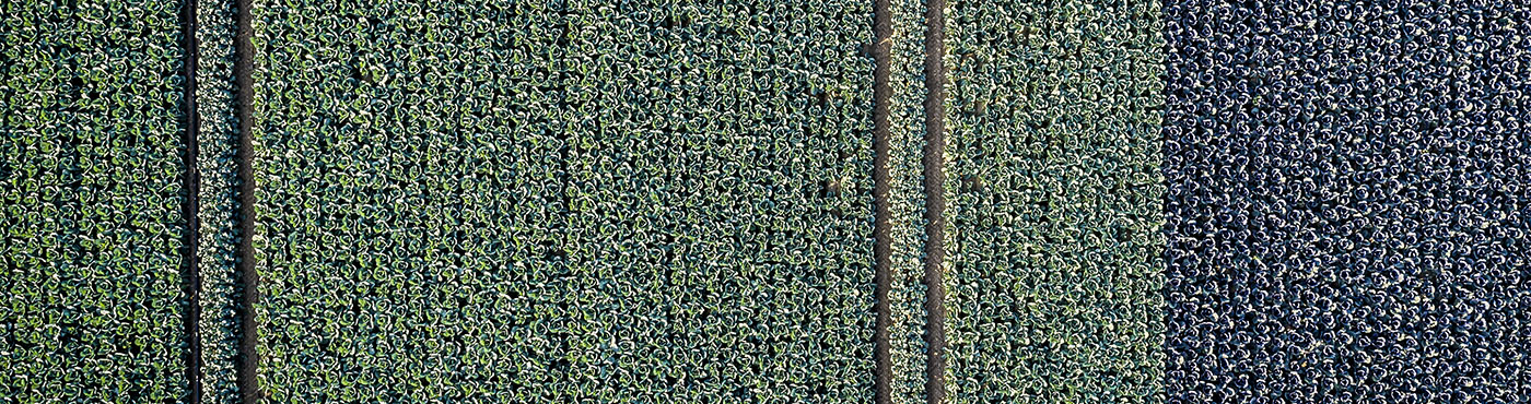 donnelly fresh farms drone shot of a field full of cabbage