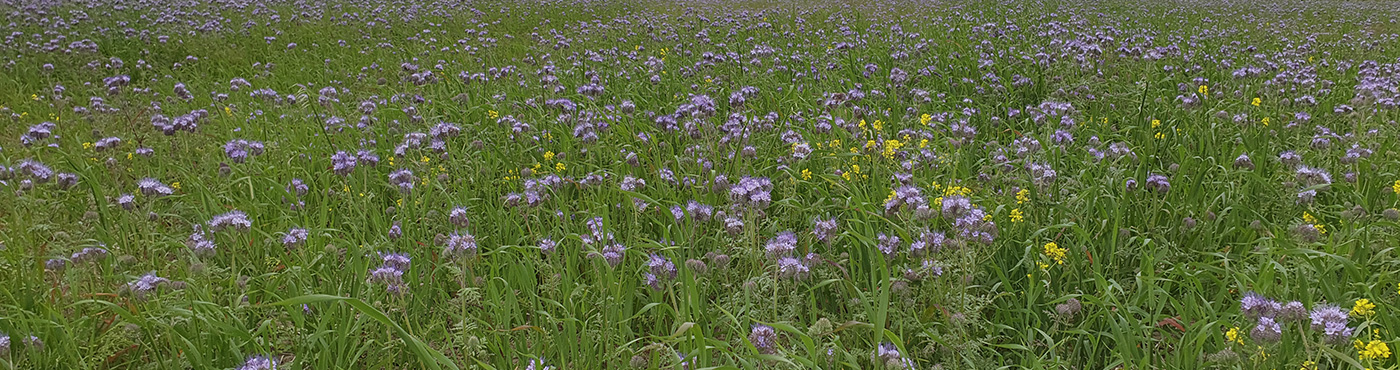 A close up image of a field of clover