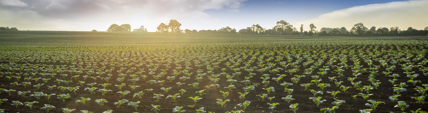 donnelly fresh farms field with crops