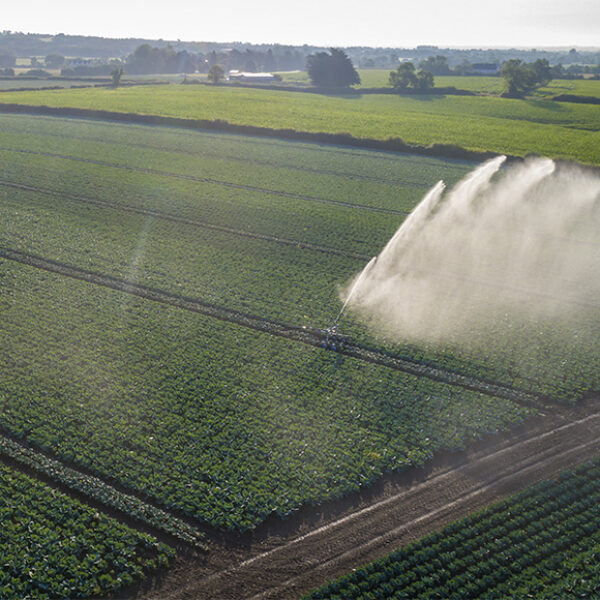 donnelly fresh farms image of a field full of crops taken from a drone