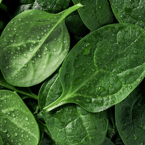 Washed spinach leaves piled high