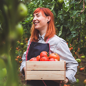 A woman carrying a box of tomatoes surrounded by vines