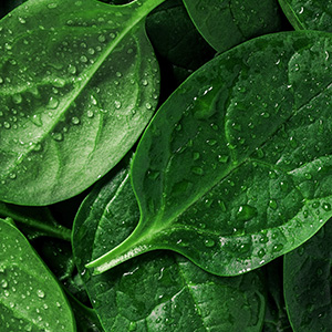Washed spinach leaves