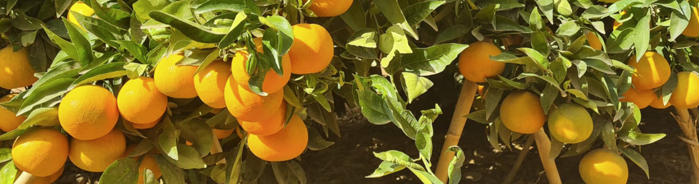 Oranges growing in a tree
