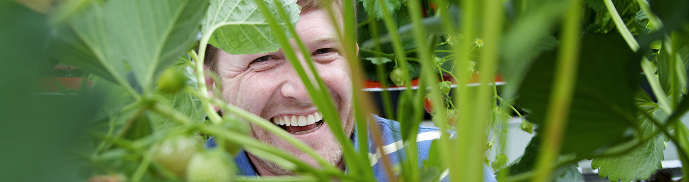 A man looking through a strawberry bed - donnelly fresh