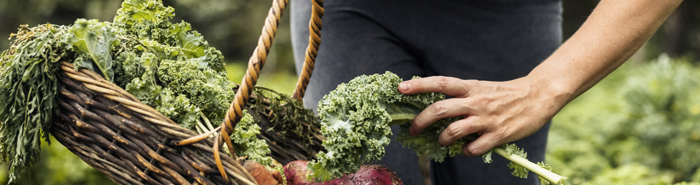 A closeup shot of a woman filling a basket with kale