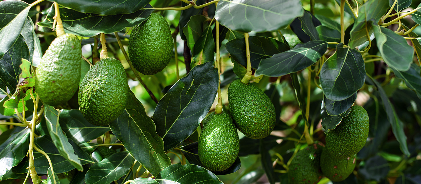 Avocados growing on plant