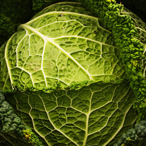Close up image of savoy cabbage