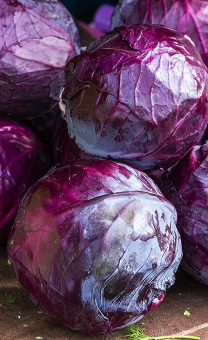 Heads of purple cabbage